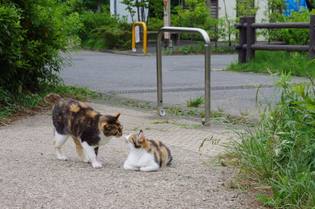 恵比寿駅周辺の動物のいる癒しスポット
