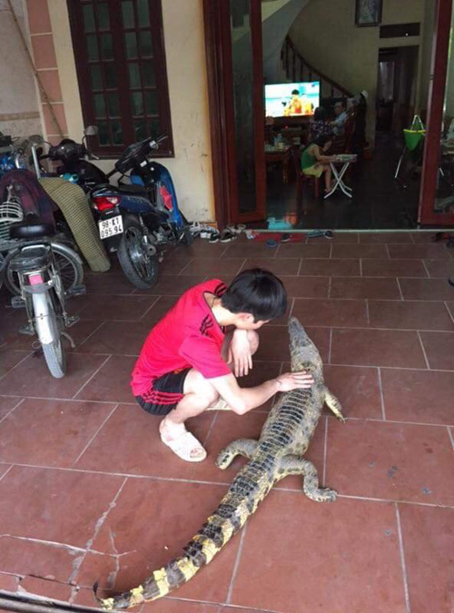 cá sấu