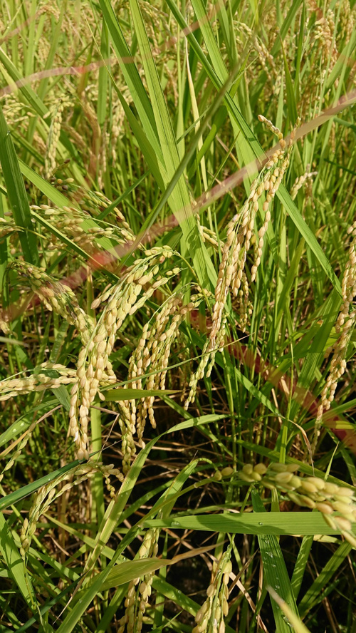 食プロジェクト稲刈り画像