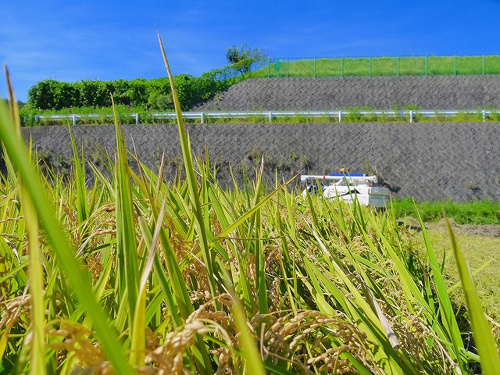 食プロジェクト稲刈り画像