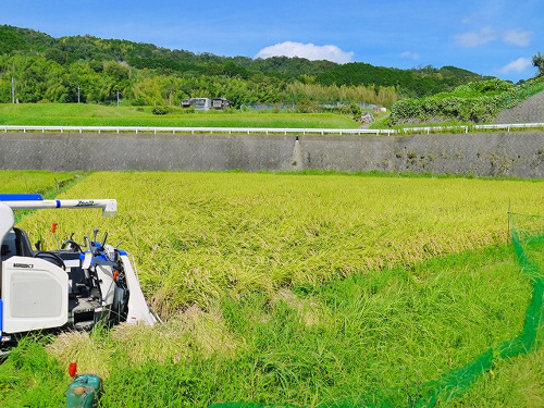 食プロジェクト稲刈り画像