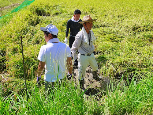 食プロジェクト稲刈り画像