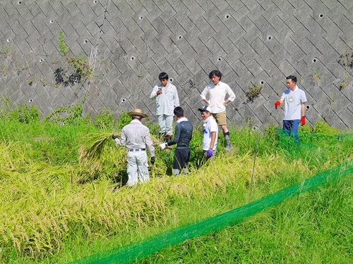 食プロジェクト稲刈り画像