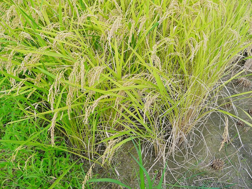 食プロジェクト稲刈り画像