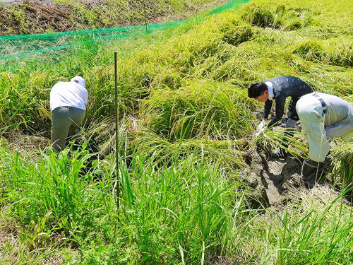 食プロジェクト稲刈り画像