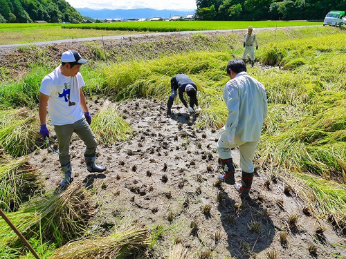 食プロジェクト稲刈り画像