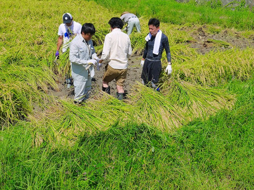 食プロジェクト稲刈り画像