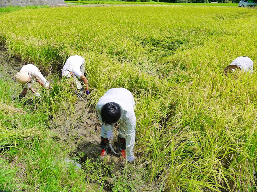 食プロジェクト稲刈り画像