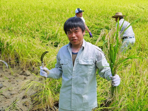 食プロジェクト稲刈り画像