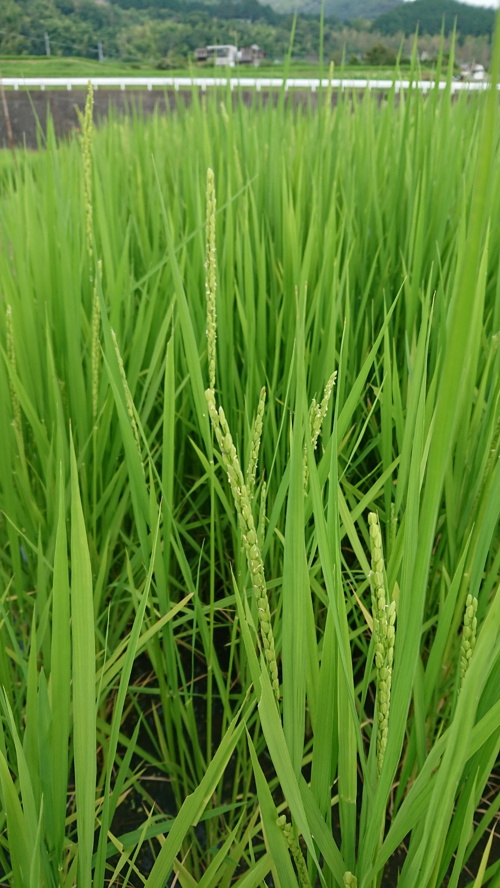 食プロジェクト稲刈り画像