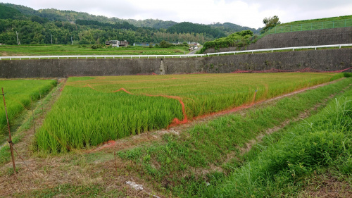 食プロジェクト稲刈り画像