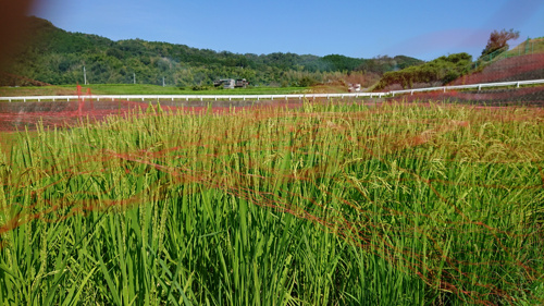 食プロジェクト稲刈り画像