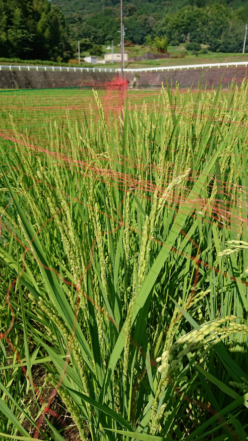 食プロジェクト稲刈り画像