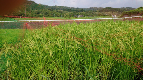 食プロジェクト稲刈り画像
