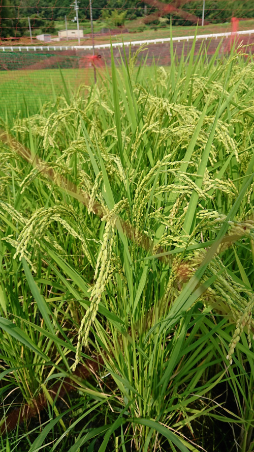 食プロジェクト稲刈り画像