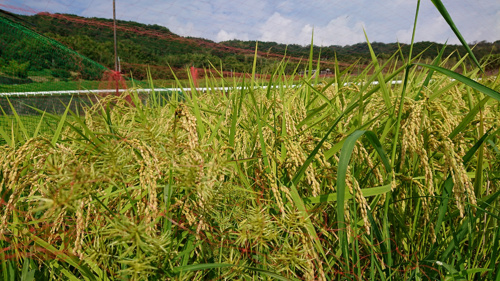 食プロジェクト稲刈り画像