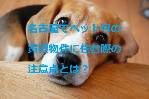 名古屋でペット可賃貸物件に住む際の注意点とは？①