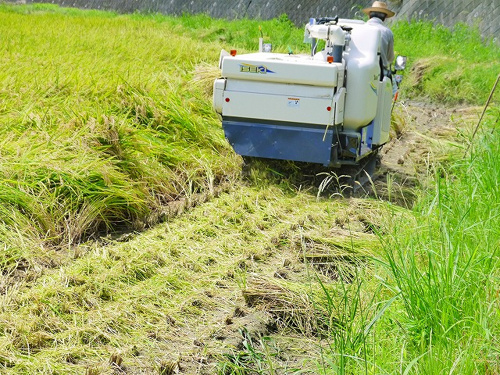 食プロジェクト稲刈り画像