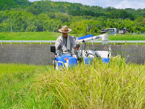 食プロジェクト稲刈り画像