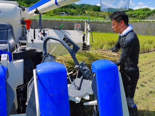 食プロジェクト稲刈り画像