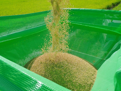 食プロジェクト稲刈り画像