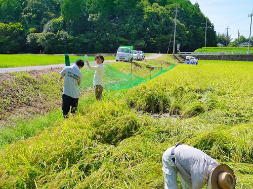 食プロジェクト稲刈り画像