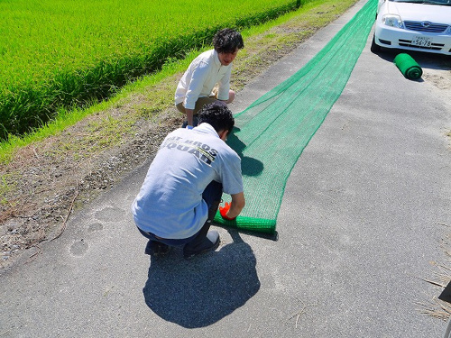 食プロジェクト稲刈り画像