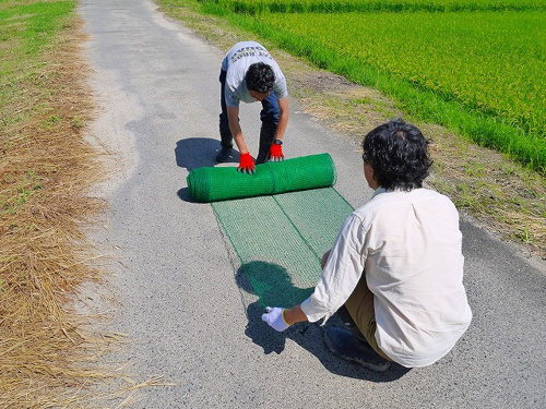 食プロジェクト稲刈り画像