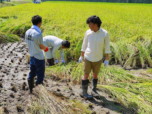 食プロジェクト稲刈り画像