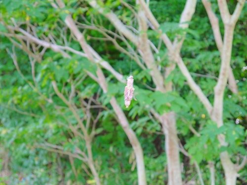 食プロジェクト稲刈り画像