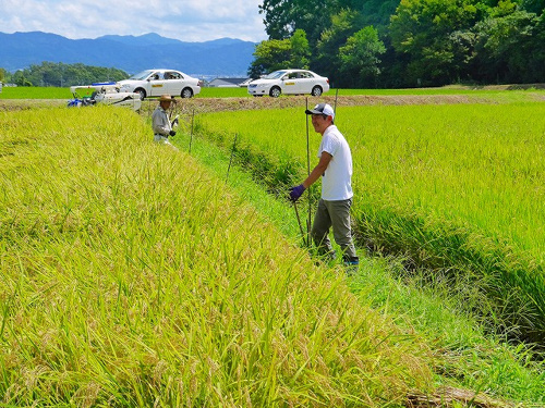 食プロジェクト稲刈り画像