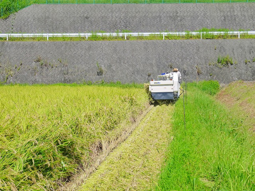 食プロジェクト稲刈り画像