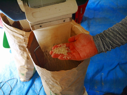 食プロジェクト籾摺り（もみすり）画像