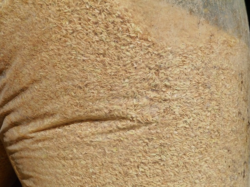 食プロジェクト籾摺り（もみすり）画像