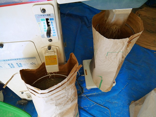 食プロジェクト籾摺り（もみすり）画像