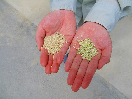 食プロジェクト籾摺り（もみすり）画像