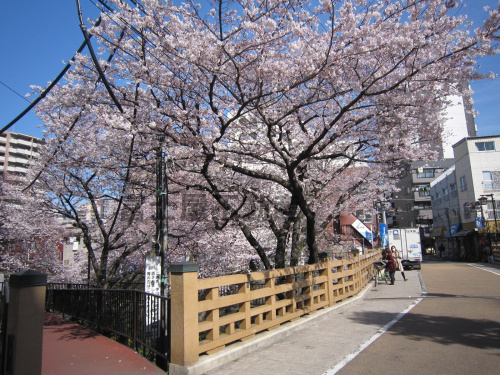 板橋　石神井川の桜