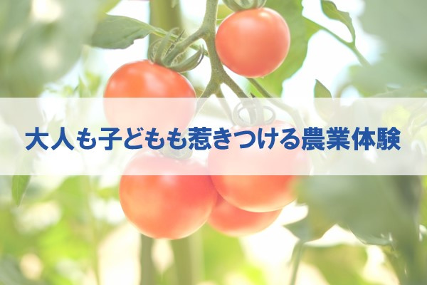 大人も子どもも引き付ける農業体験