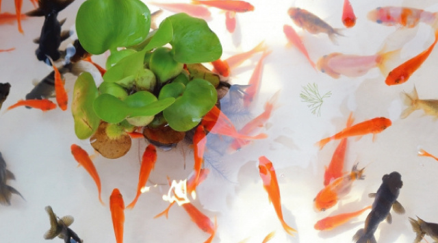 大和郡山市のゴミの分別とルールについて