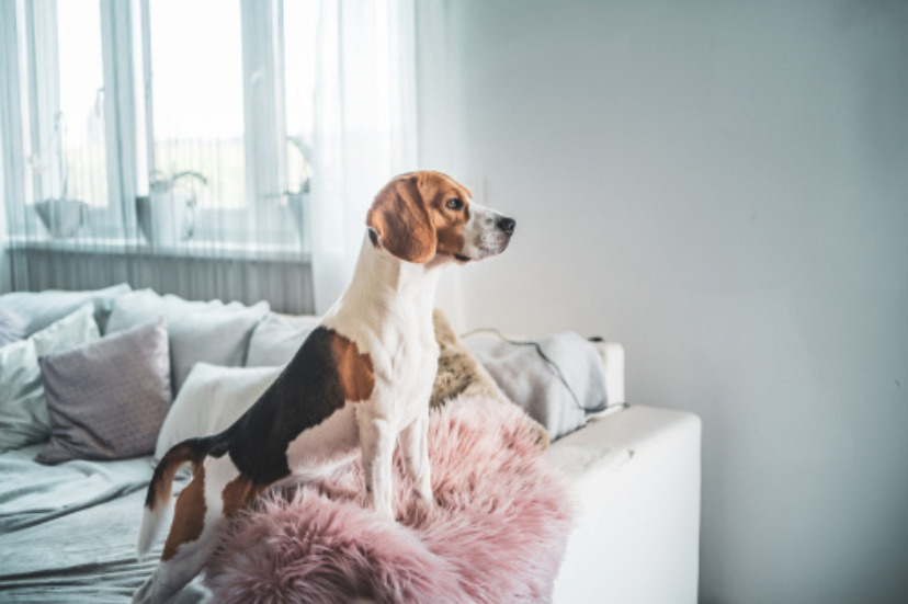 全然吠えないお利口で可愛い犬