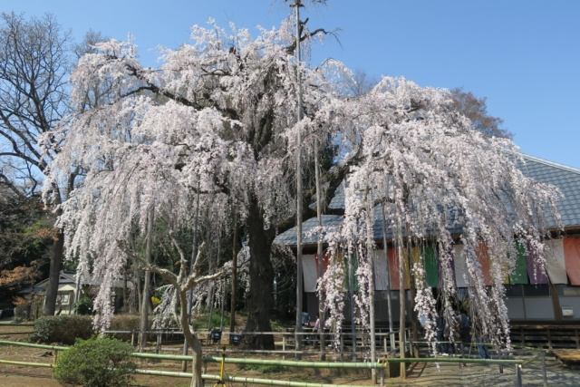 坂戸市の慈眼寺の魅力とは しだれ桜を楽しもう 川越の一戸建て 土地はアジア不動産へ 坂戸市の慈眼寺の魅力とは しだれ桜を楽しもう 川越の一戸建て 土地はアジア不動産へ