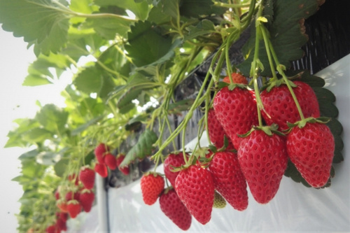 ストロベリーロード