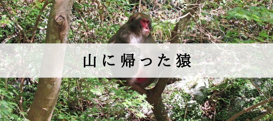 箕面市にもう猿はいない？ どこにいったら会えるの？｜枚方市の不動産