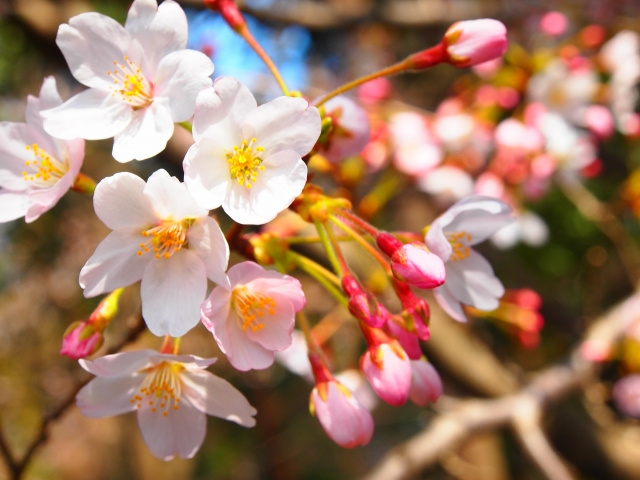 花見のイメージ画像