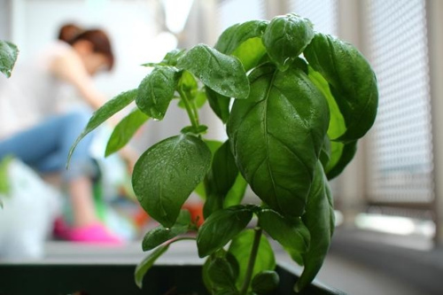 ベランダの観葉植物