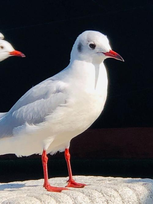 横浜のシンボルとなるカモメさん マカナです 艸 横浜の店舗 事務所 商業ビル 収益物件のクラリコ
