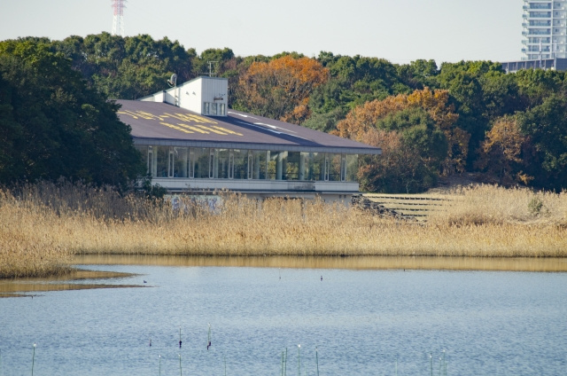 習志野市で自然を楽しむ！干潟の生物観察が魅力！