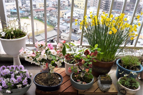 賃貸物件のベランダを使ってガーデニングをしよう