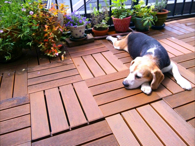 バルコニーにいる犬