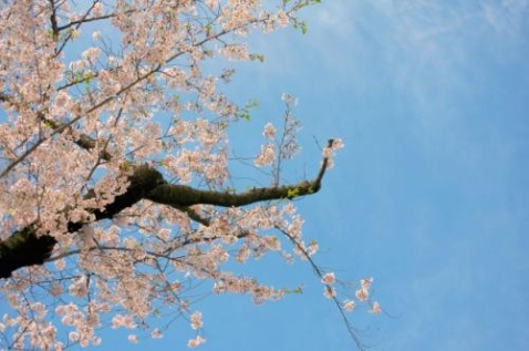 青空をバックに映る満開の桜の花の写真